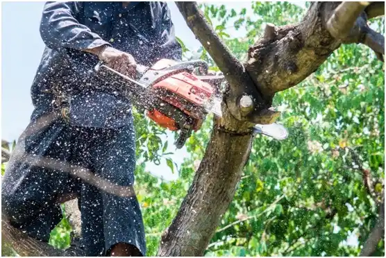 tree services Sammamish